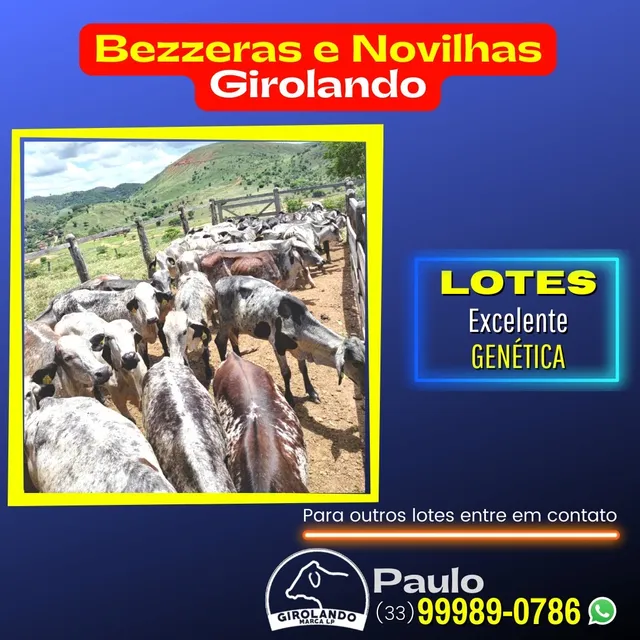 Novilhas e bezerras disponíveis .
