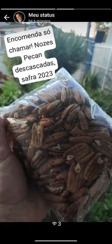 Nozes pecan safra 2023