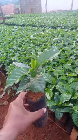 Mudas de café arará climatizada 