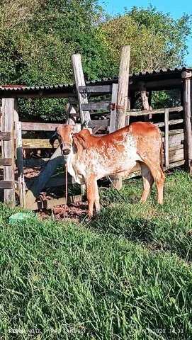 Novilha Gir 