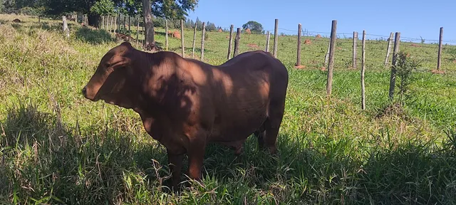 Vendo tourinho Senepol reprodutor 