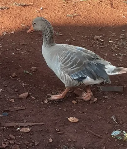 Casal de gansos