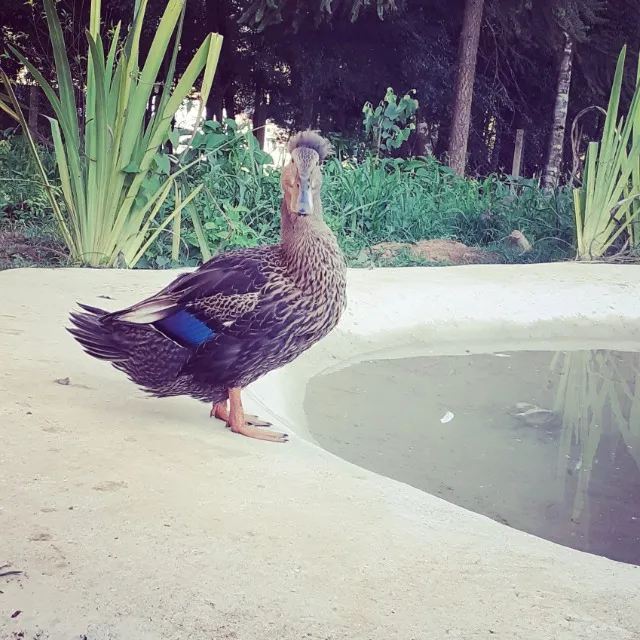 Ovos férteis de Marreco Pompom 