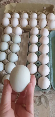 Ovos férteis de Marrecos Pompom 