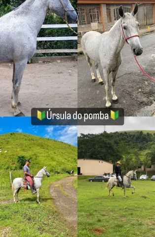 egua manga larga 