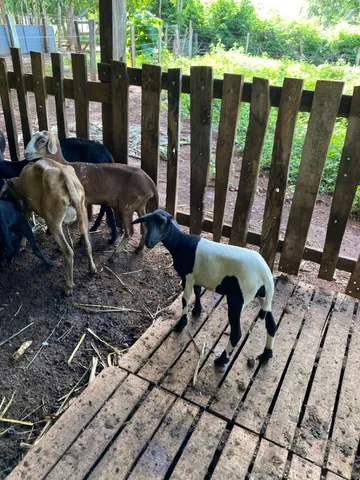 Ovinos / ovelhas / carneiros 