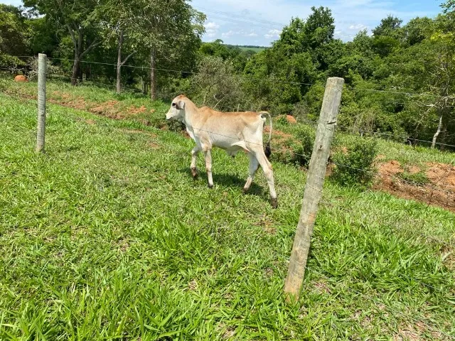Vende-se ou troca por duas ou três vacas leiteiras