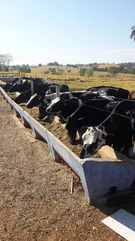 Gerente pecuario
