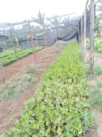Vende-se plantas 