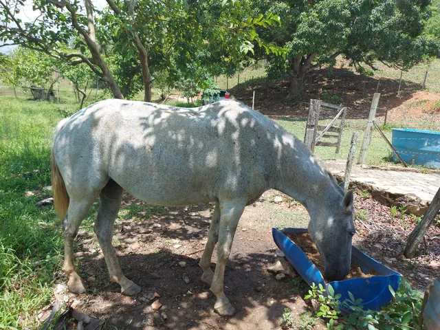 Égua top