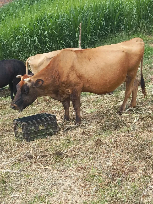 Vende se vaca Jersey prenha 