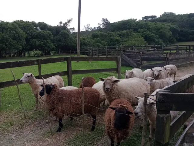 Ovelhas com Cordeiro mamão ao pé