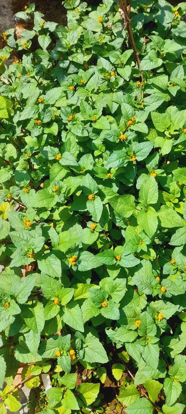 Mudas de Jambú