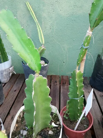 Pitaya vermelha 