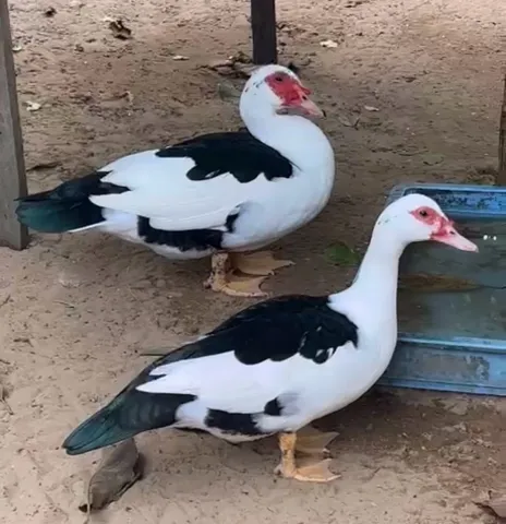 Vendo Pato