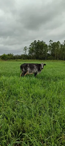 3 vacas de leite e 1 para o corte
