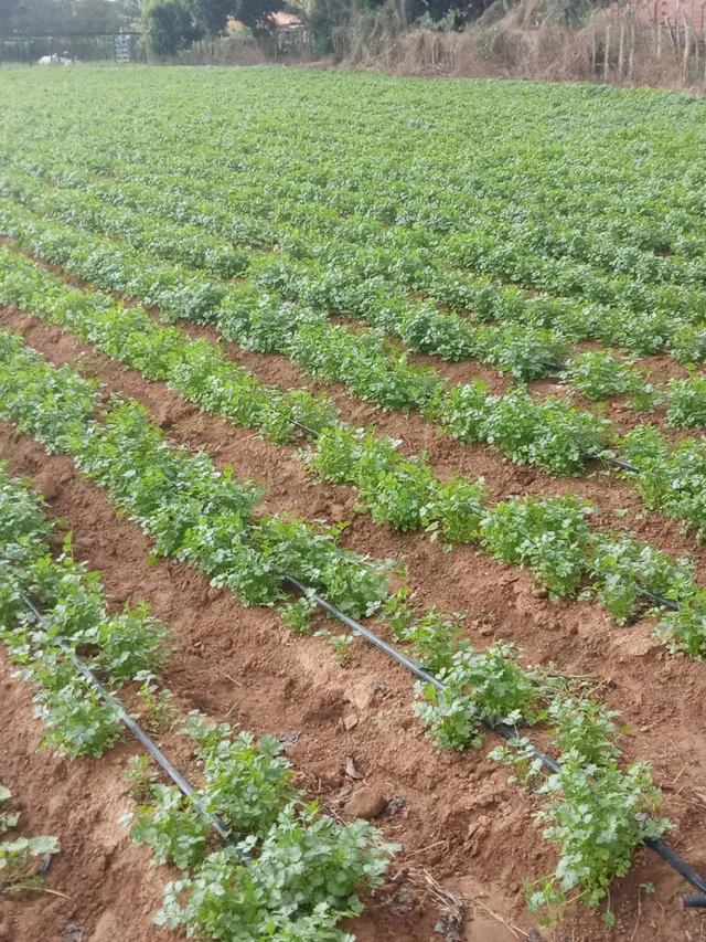 Terreno 