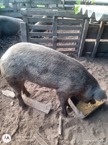 Porcos 