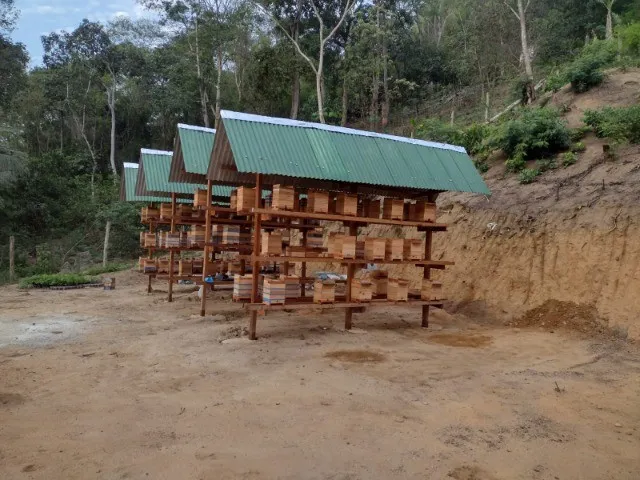 Uruçu Amarela!
