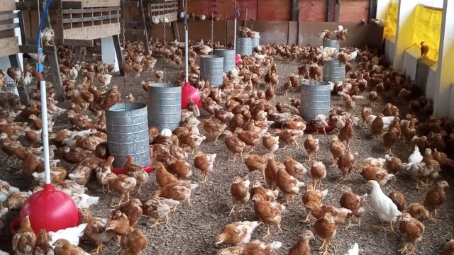 Aves de postura NOVOGENBROWN 