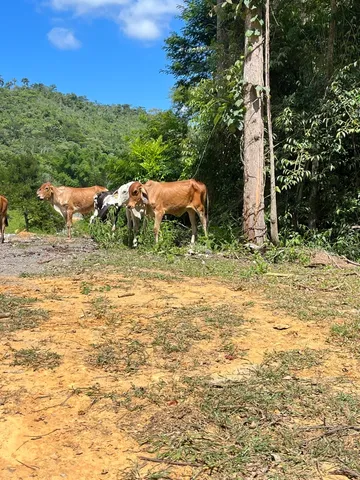 Bezerros mestiços a venda