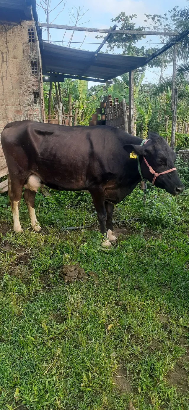 4 vacas de leite uma delas estar buchuda de 6 meses