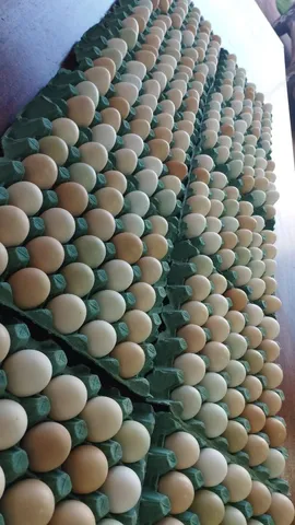 Ovos orgânicos caipira 