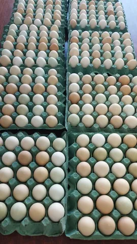Ovos orgânicos caipira 