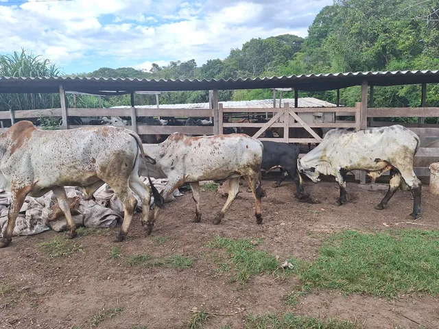 Vende-se um lote de 7 garotes 19.600 