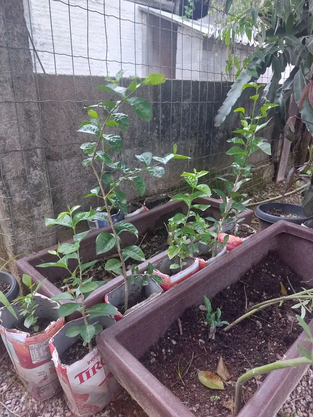 Mudas de Acerola