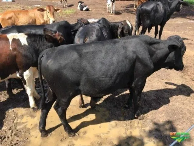 Vendo garrote e bezerro, tenho anelorado e mestiço 