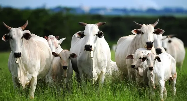 "Invista em seu Rebanho: Condições Especiais para aquisição de Animais Parcelados!"