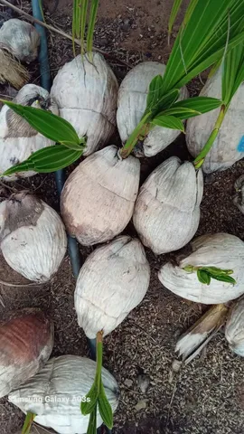 Mudas de coco