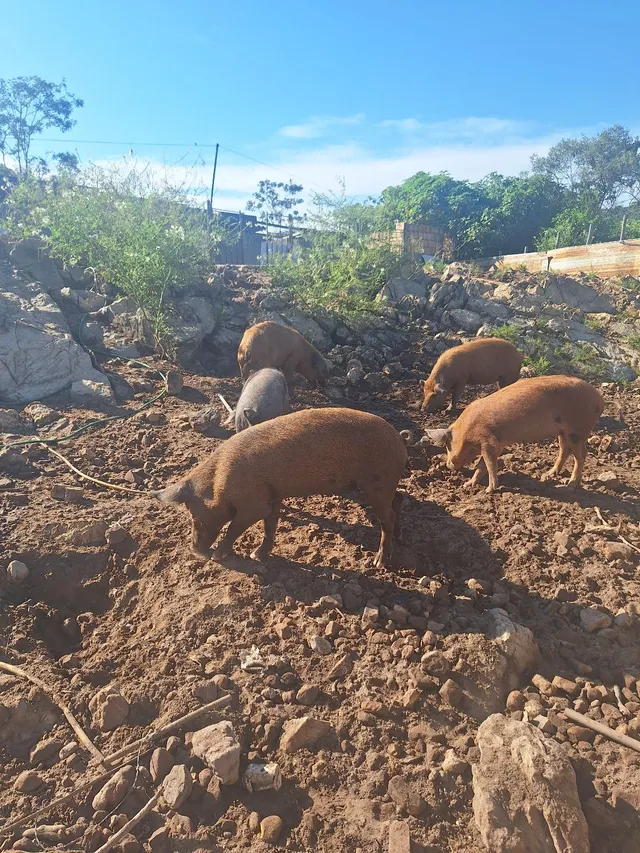 Vende-se um lotes de porcos 