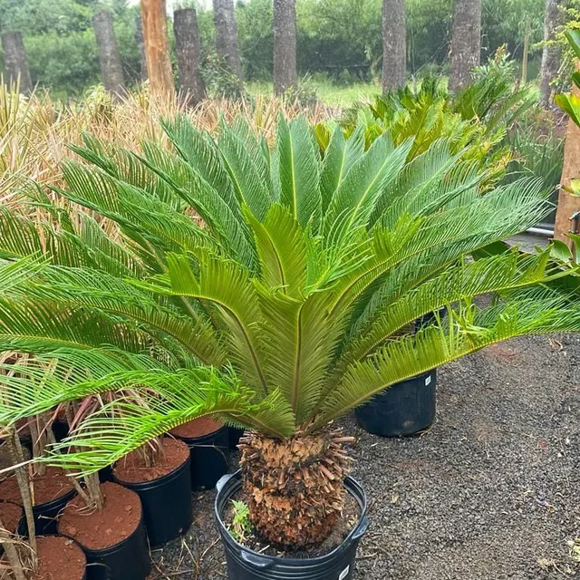 Palmeira cica 