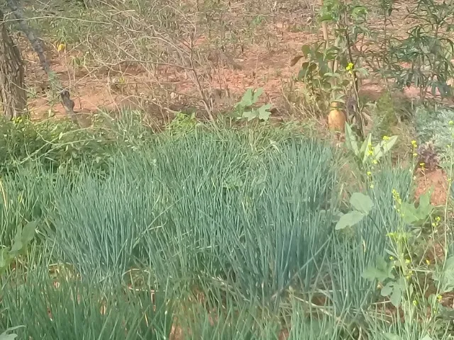 mudas de cebola 
