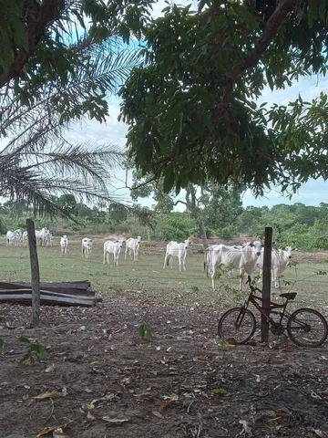 Vendo 20 cabeças de Boi
