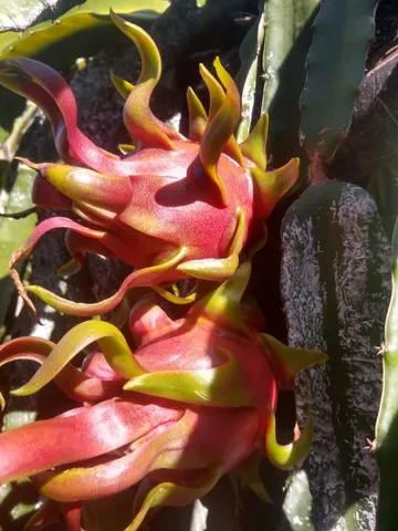  Mudas de pitaya 