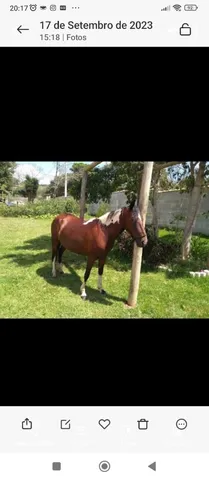 Égua Pampa