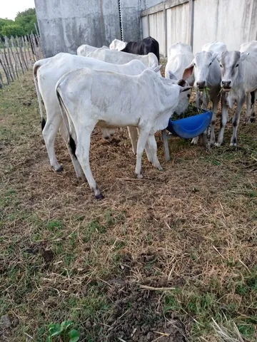 Vendo nelore em Lucena PB