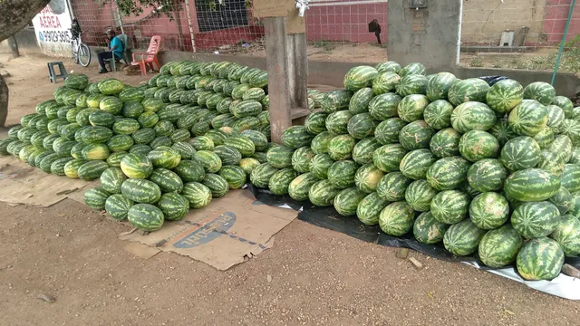 ? melancias ? 