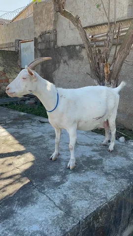 Cabras Leiteiras Raça Saanen , Parda Alpina e Alpina britânica 
