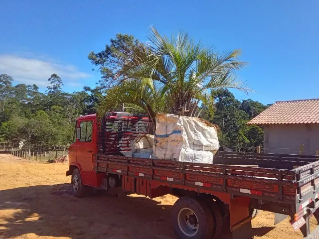 Palmeira 