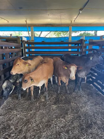 Lote com 5 novilhas (300kg de média)