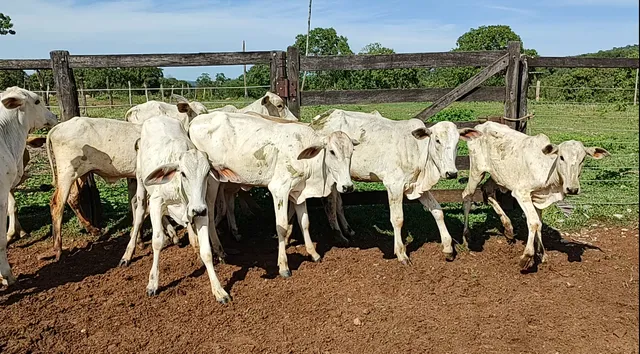 15 bezerras nelore