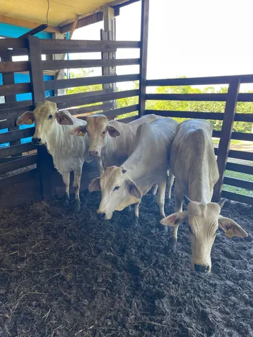 Lote com 4 novilhas brancas (320kg de média)