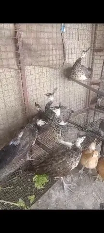 Vendo pavão azul 