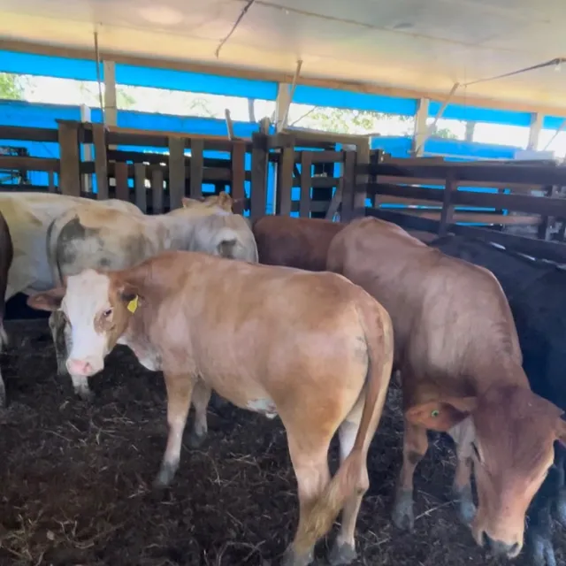 Lote com 13 novilhos machos (350kg de media)