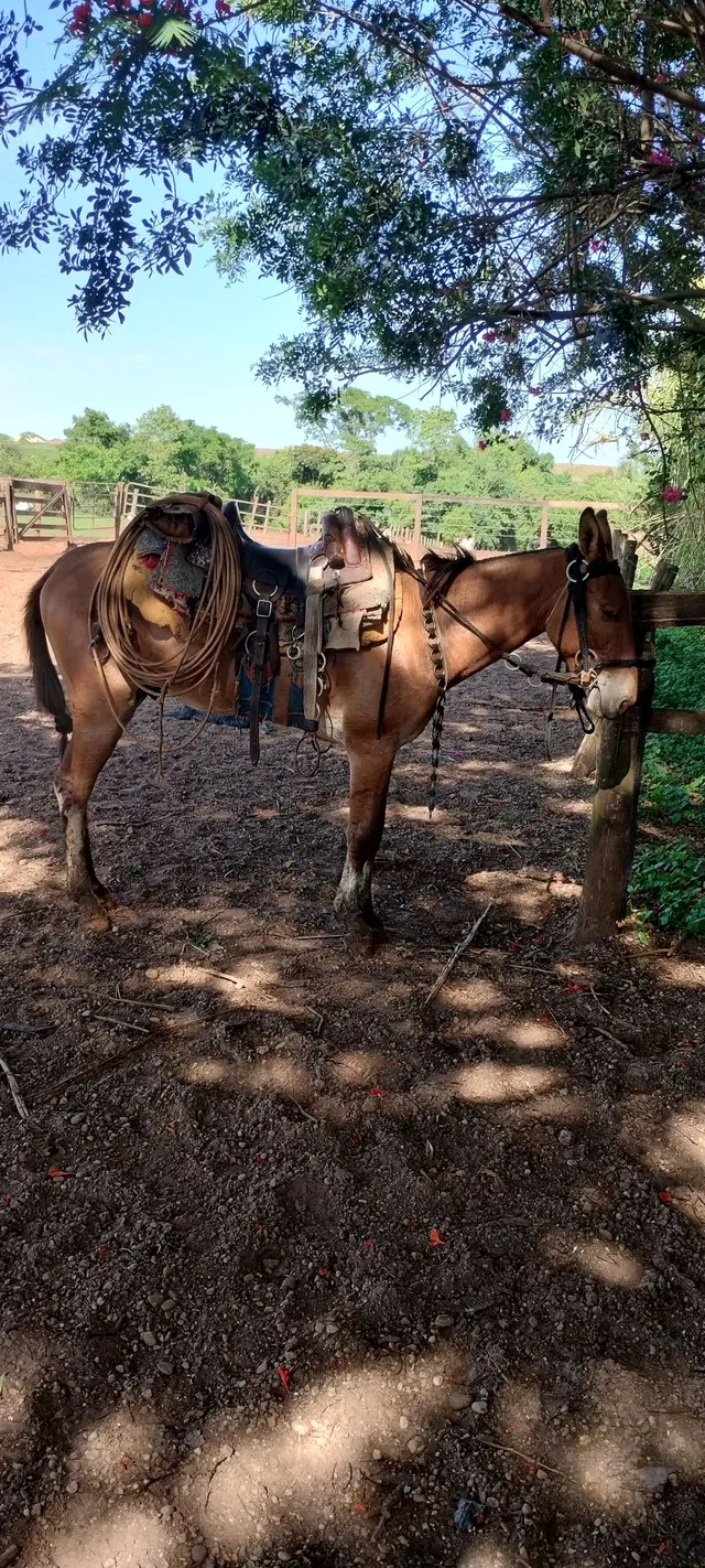 Burro a venda 