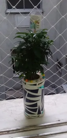 Diversas Plantas !